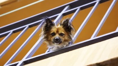 10 tips to help your pet thrive in UAE apartments