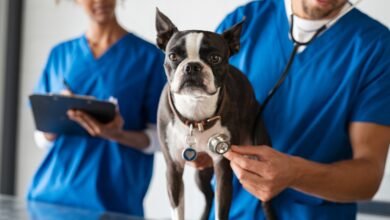 Top 10 pet health issues from sand and dust in the UAE