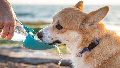 Top 10 tips to keep your pet hydrated in the UAE’s desert climate